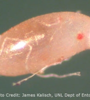 bed-bug-egg-upclose