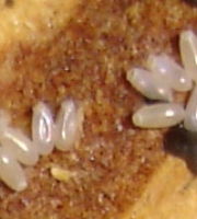 bed-bug-eggs-size-of-salt