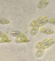 bed-bug-eggs-small