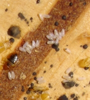 bed-bug-eggs-with-nymphs