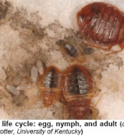 bed-bug-mama-baby-eggs