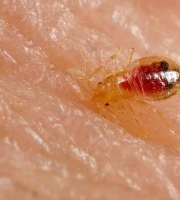 bed-bug-nymph-instar