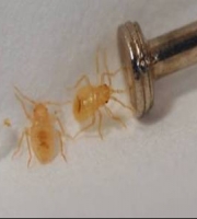 bed-bug-nymphs-next-to-nail-head