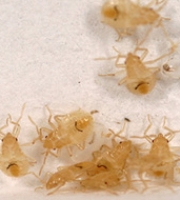 bed-bug-nymphs-small