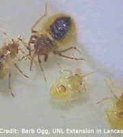 bed-bugs-babies