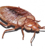 bed-bug-imagery