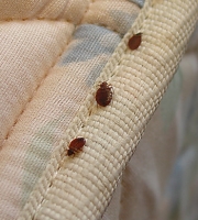 bed-bug-mattress-tufts