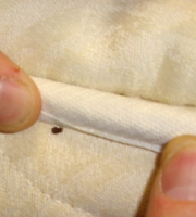 bed-bug-on-mattress