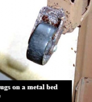 bed-bugs-on-metal-bed-frame