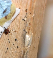 bed-bugs-under-fabric-beneath-box-spring-image