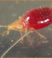 baby-bed-bug-nymph