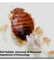 bed-bug-eggs-nymphs-adult