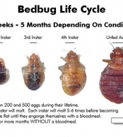 bed-bug-lifecycle-stages