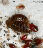 bed-bug-mating-reproduction-2