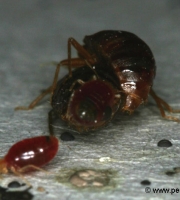 bed-bug-mating-reproduction-3