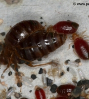 bed-bug-mating