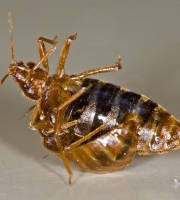 bed-bug-tramatic-insemination