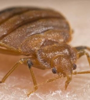 bedbug_11_manhattan_exterminator