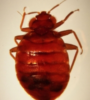 bedbug_7_manhattan_exterminator