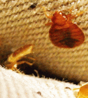 Bed-bugs-in-mattres-picture-300x200