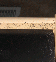 bed-bug-feces-bed-frame