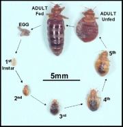 The-Life-Cycle-of-the-Bed-Bug