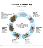 bed-bugs-life-cycle-premium