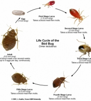 bedbug_lifecycle