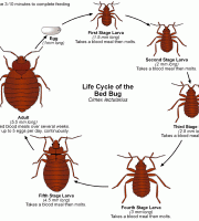 lifecycle-bedbug
