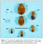 male-female-bed-bug-life-cycle