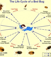 thorough-bed-bug-life-cycle