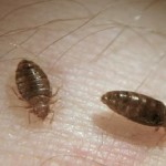 Get rid of bed bugs