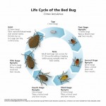 How Long Bed Bugs Live