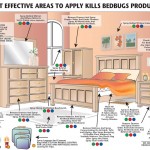 What To Do If You Have Bed Bugs