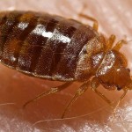 A Brief History of the Bed Bug