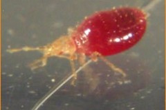bedbug-hatchling