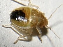 bedbug_nymph