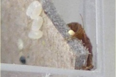 bedbugs-and-eggs_0