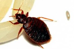 bedbugs-and-their-eggs