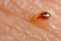 bedbugs-nymph-stage
