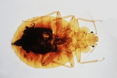 clearbedbug-nymh