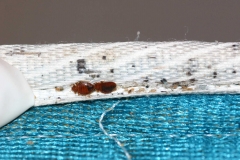 bed_bugs_staining