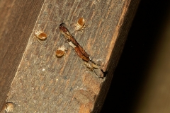 bedbugs-on-wood