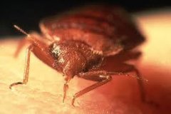 bedbug_sucking