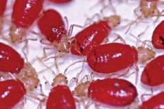 bedbugnymphs