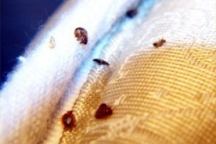 bedbugs_in_mattress