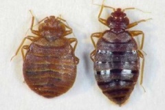 big_bed_bug_adults