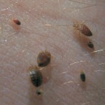 bed bugs live in your bed and home