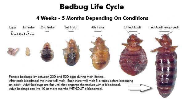 World Bed Bug Registry Map World Bed Bug Registry Map Infestation