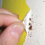 bed bugs hide everywhere, a bed bug expert can find them and exterminate them